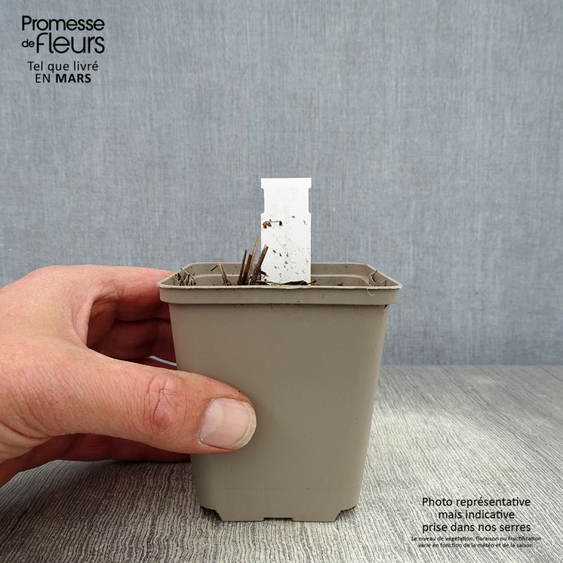 Example of Thalictrum delavayi Ankum - Pigamon Godet de 8/9 cm as you get in printemps