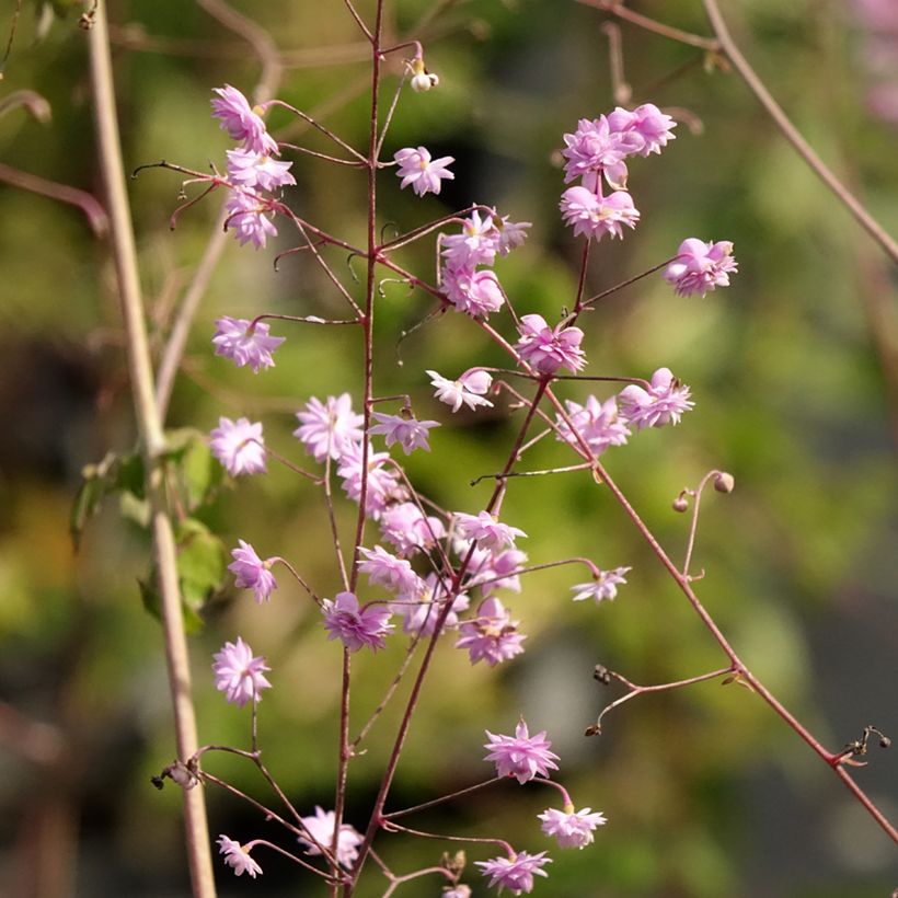 Thalictrum delavayi Hewitt's Double - Pigamon (Flowering)
