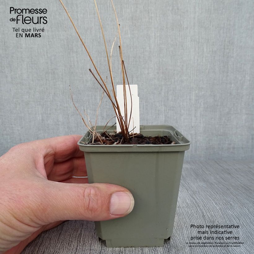 Spécimen de Thalictrum delavayi Hinckley Godet de 8/9 cm tel que livré au printemps