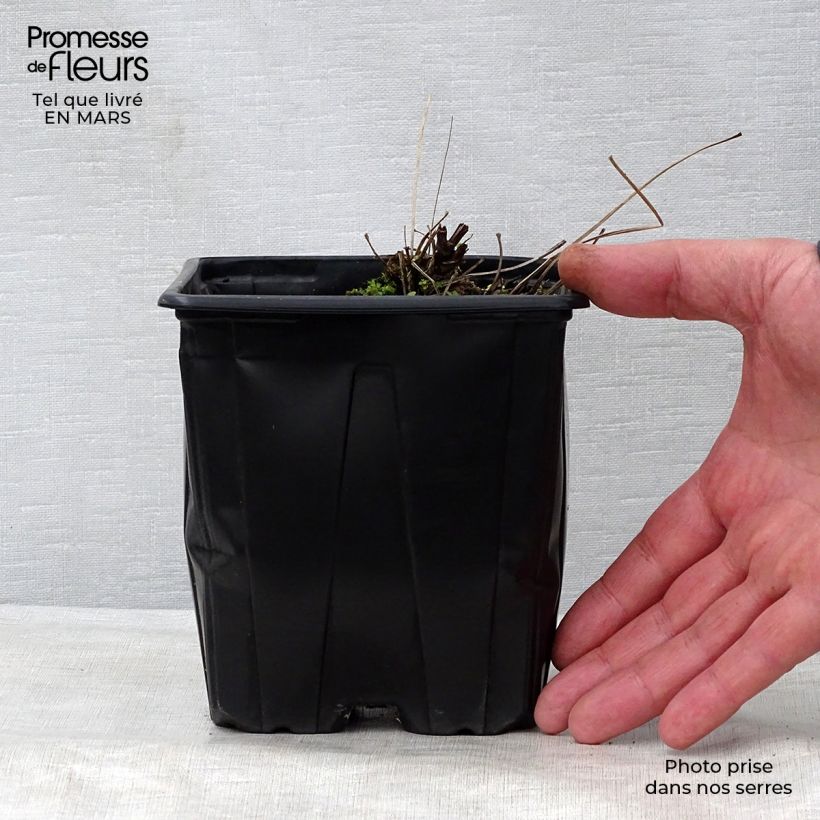 Example of Thalictrum delavayi Splendide Album  Pot de 2L/3L as you get in printemps