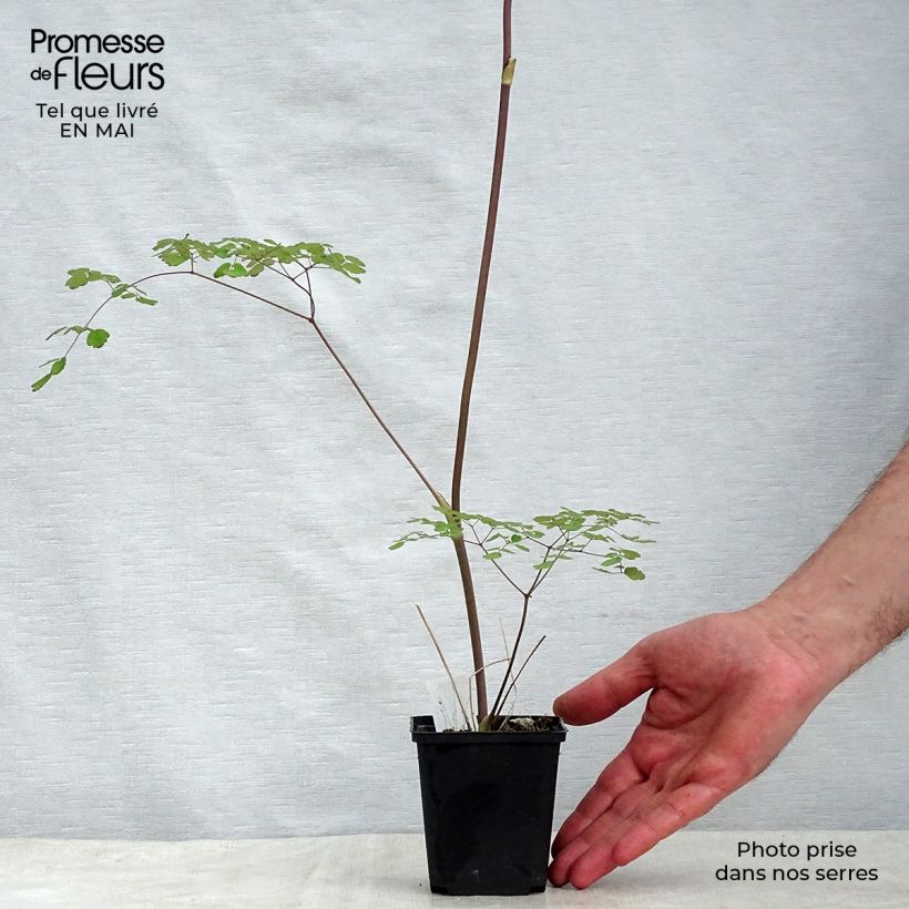 Example of Thalictrum delavayi Splendide - Pigamon Godet de 8/9 cm as you get in printemps