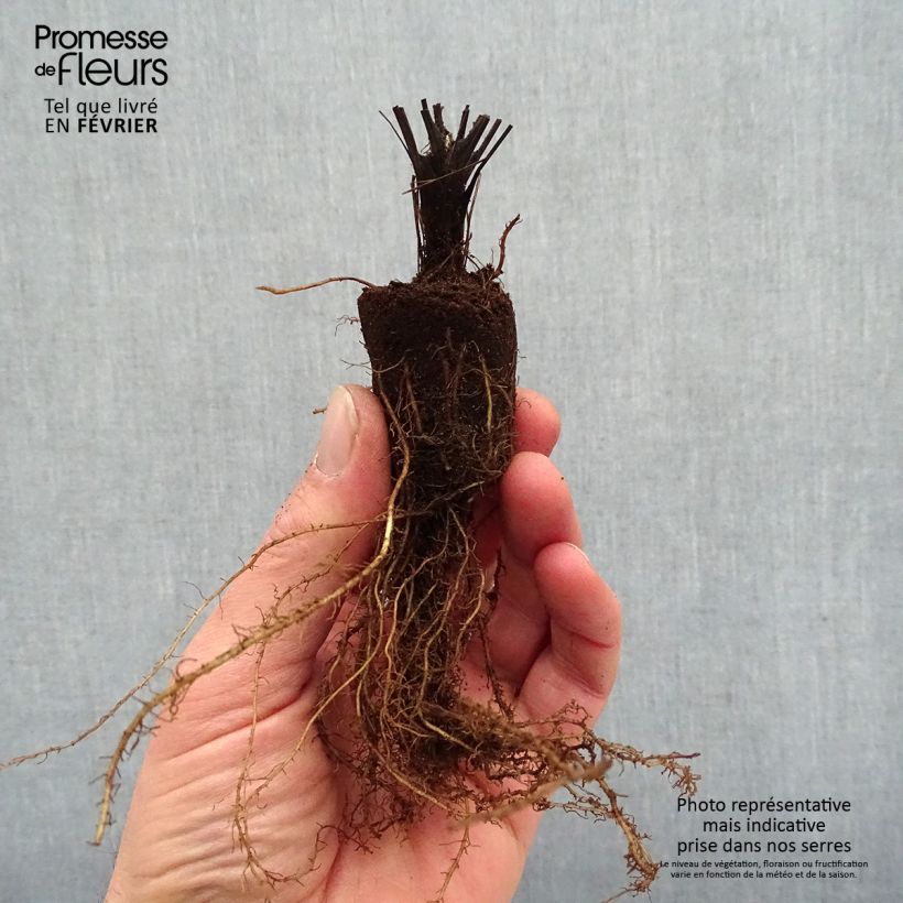 Example of Thalictrum delavayi Splendide - Pigamon Racines nues, Qualité premium as you get in hiver