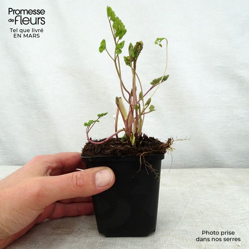 Example of Thalictrum flavum glaucum - Pigamon Godet de 8/9 cm as you get in printemps