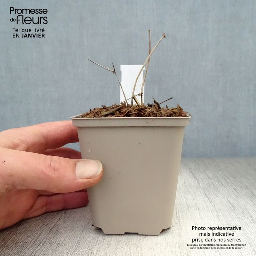 Example of Thalictrum petaloideum Ghent Ebony - Pigamon Godet de 8/9 cm as you get in hiver