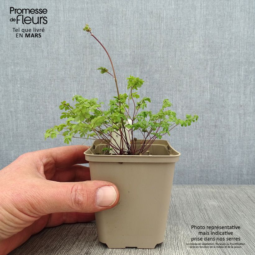 Spécimen de Thalictrum petaloideum - Pigamon Godet de 8/9 cm tel que livré en hiver