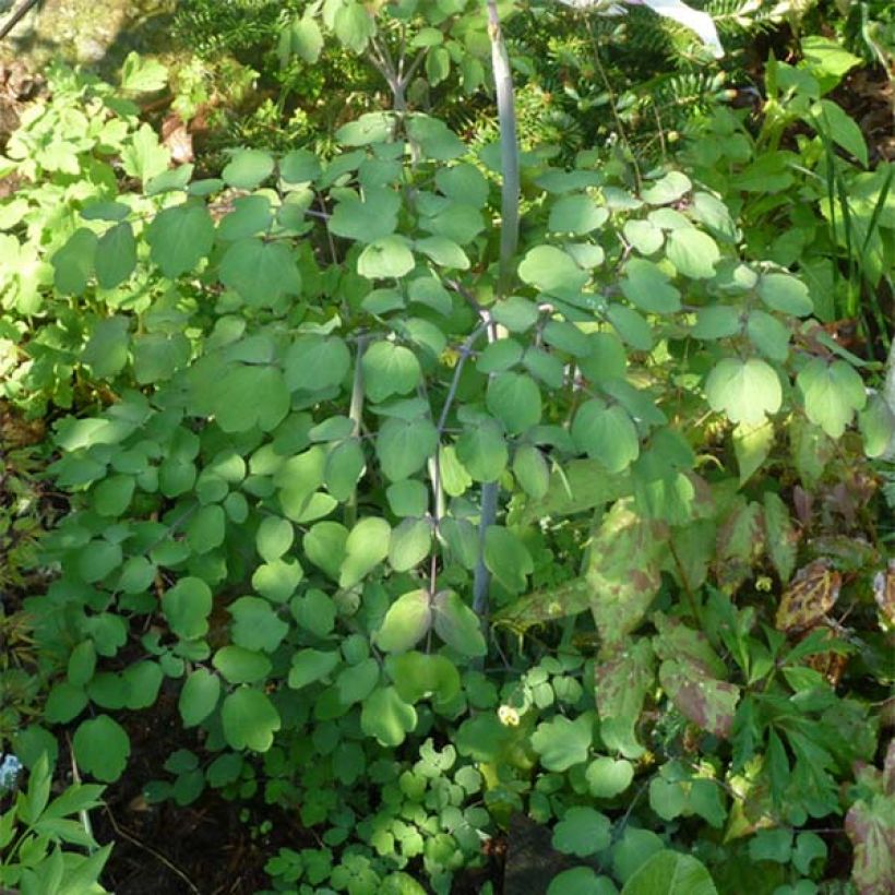 Thalictrum rochebrunianum - Pigamon (Foliage)