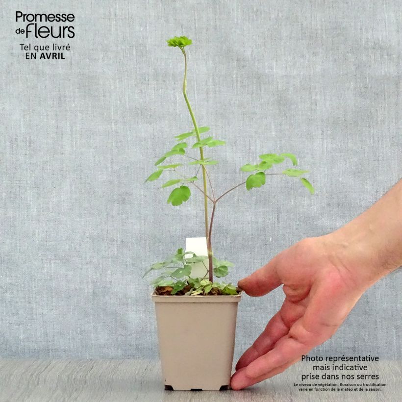 Example of Thalictrum rochebrunianum - Pigamon Godet de 8/9 cm as you get in printemps