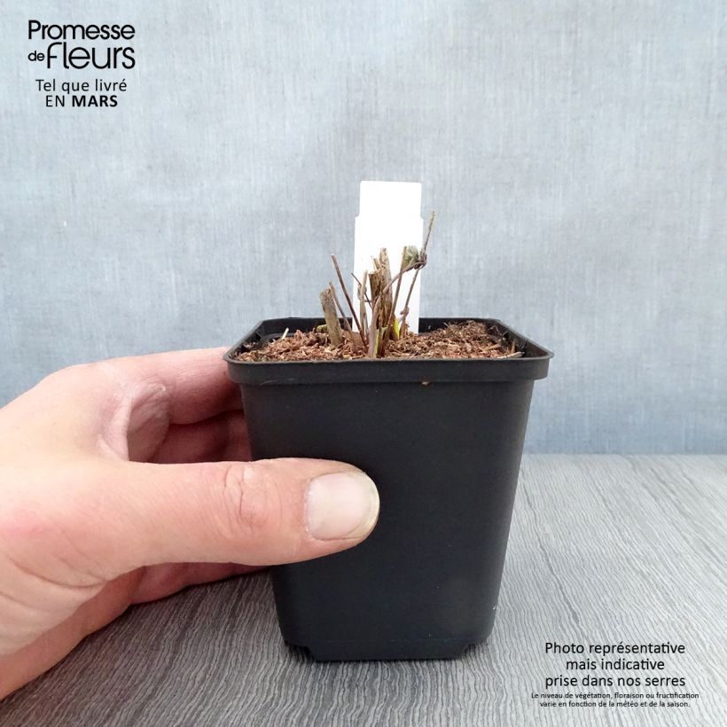 Spécimen de Thalictrum sphaerostachyum - Pigamon à tête ronde Godet de 8/9 cm tel que livré au printemps