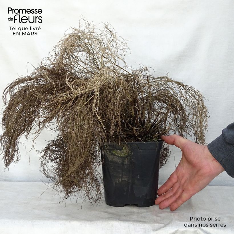 Example of Thamnochortus cinereus - Restio Pot de 3L/4L as you get in printemps