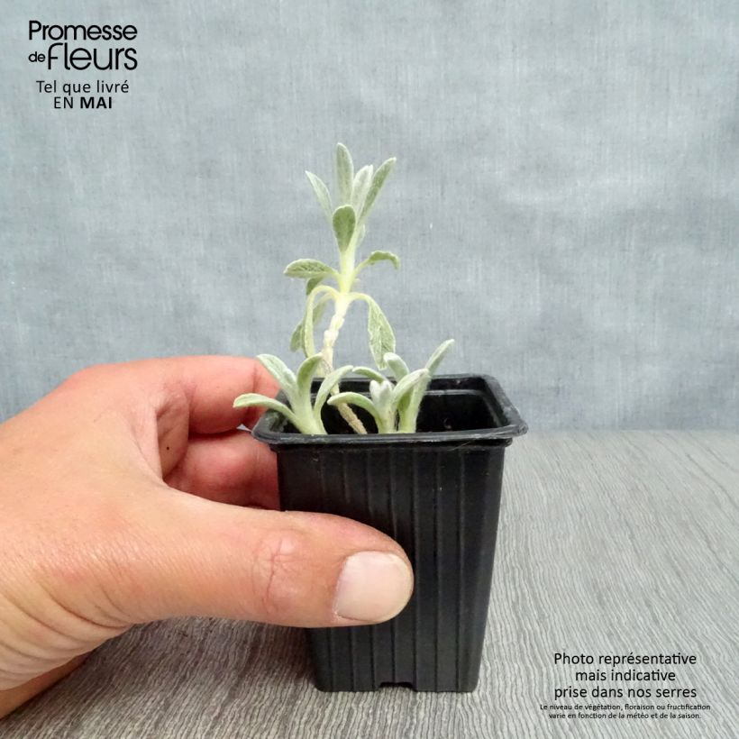 Spécimen de Thé grec des montagnes BIO - Sideritis syriaca - Thé de Crète Godet de 7/8 cm tel que livré au printemps