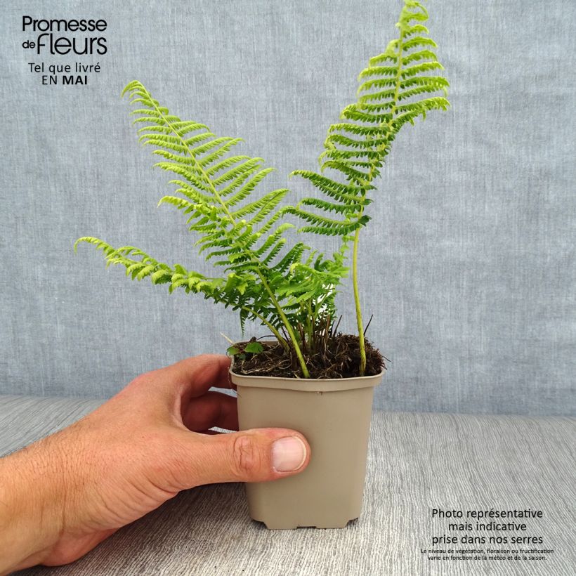 Spécimen de Thelypteris kunthii - Fougère Godet de 8/9 cm tel que livré au printemps