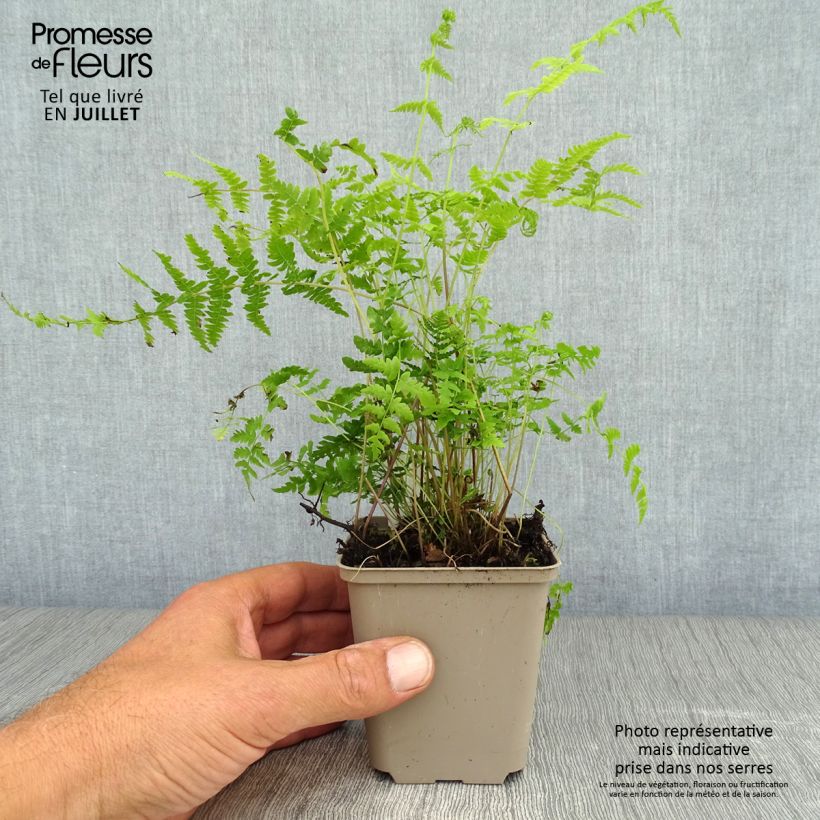Spécimen de Thelypteris palustris - Fougère des marais Godet de 8/9 cm tel que livré en été