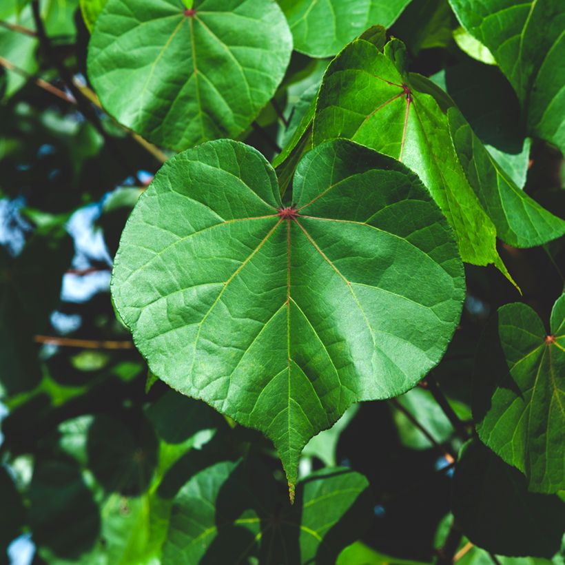 Thespesia populnea - Bois de rose d'Océanie (Feuillage)