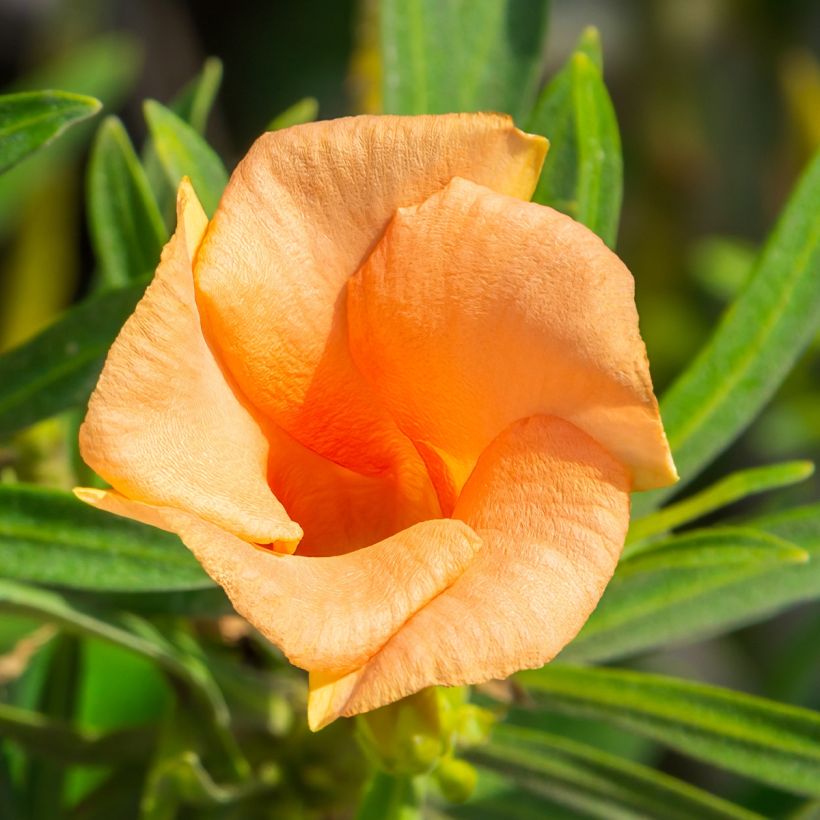 Thevetia peruviana - Thévétia du Pérou ou Laurier jaune (Flowering)