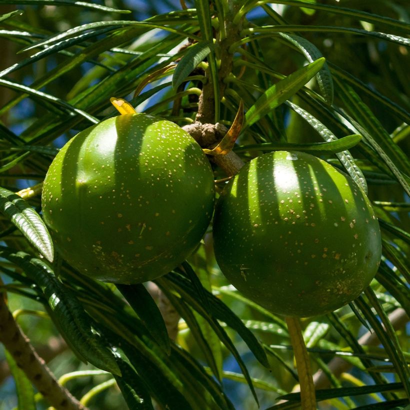 Thevetia peruviana - Thévétia du Pérou ou Laurier jaune (Harvest)