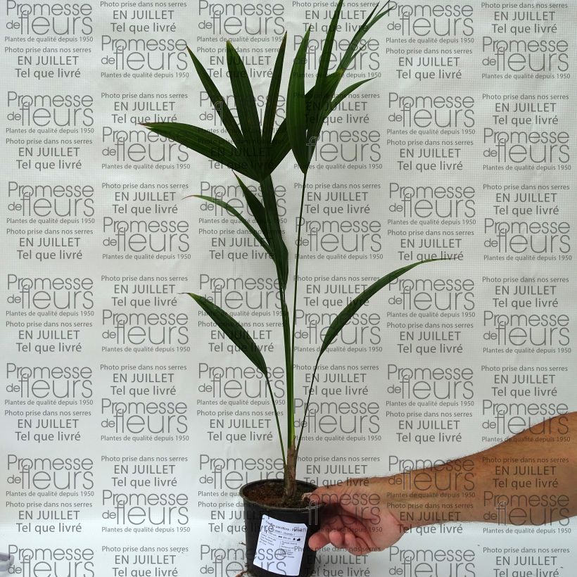 Spécimen de Thrinax parviflora - Palmier de la Jamaïque Pot de 12 cm / 13 cm tel que livré en été