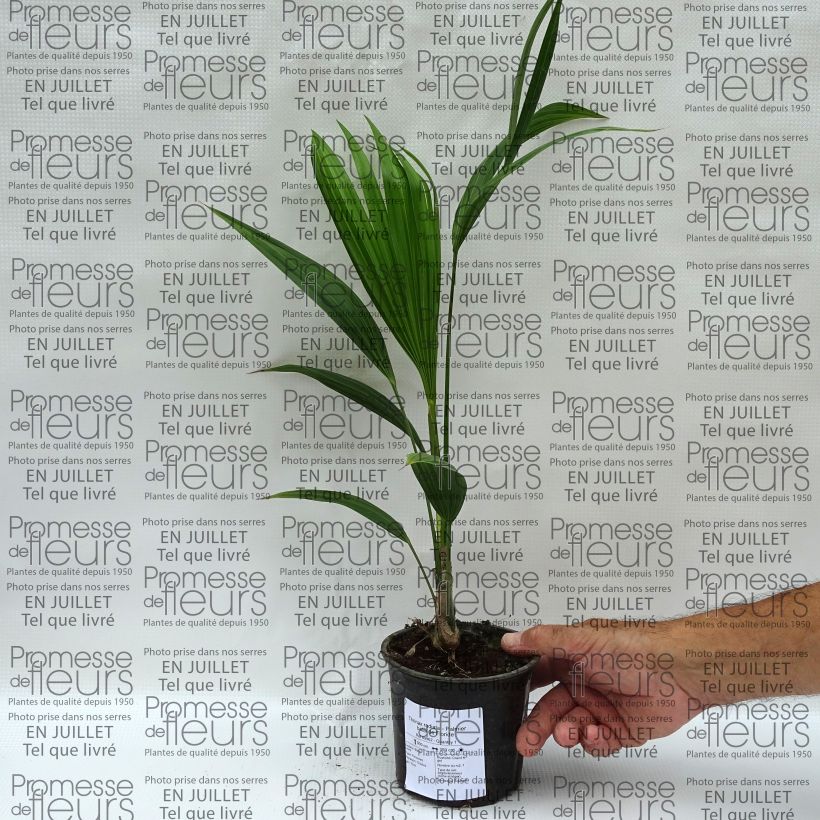 Spécimen de Thrinax radiata - Palmier balai de Floride Pot de 12 cm / 13 cm tel que livré en été