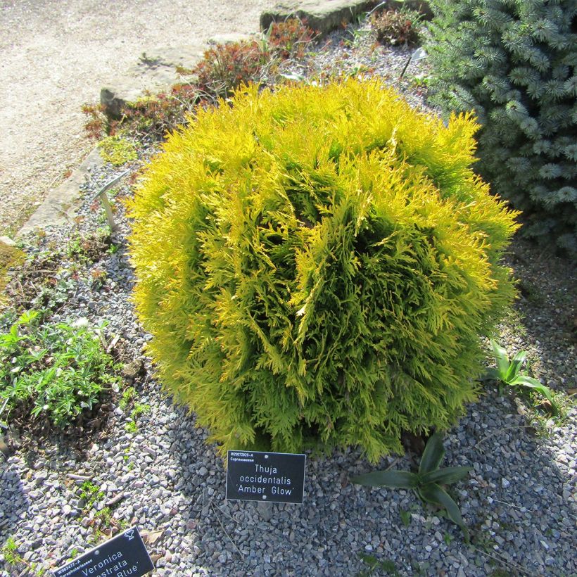 Thuya du Canada - Thuja occidentalis Amber Glow (Plant habit)