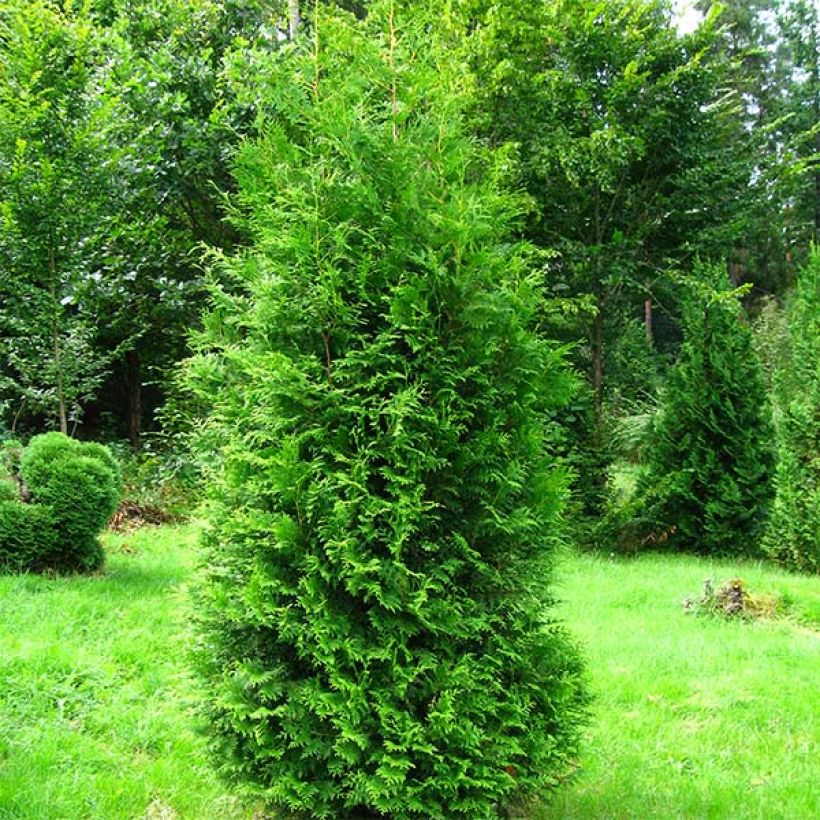 Thuya du Canada - Thuja occidentalis Brabant  (Plant habit)