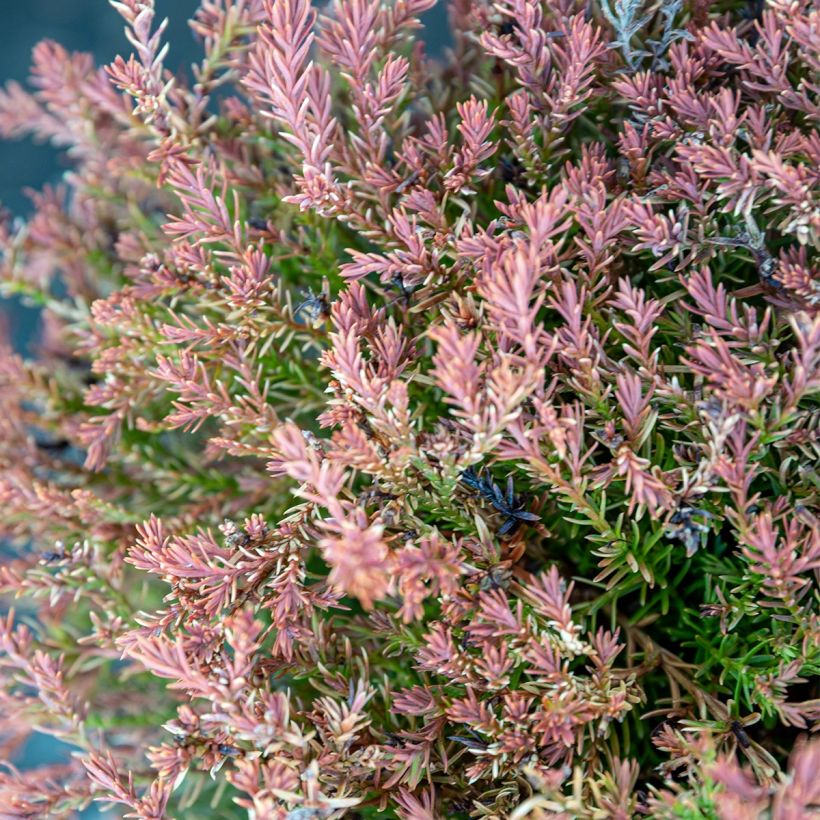 Thuya du Canada - Thuja occidentalis Fire Chief (Foliage)