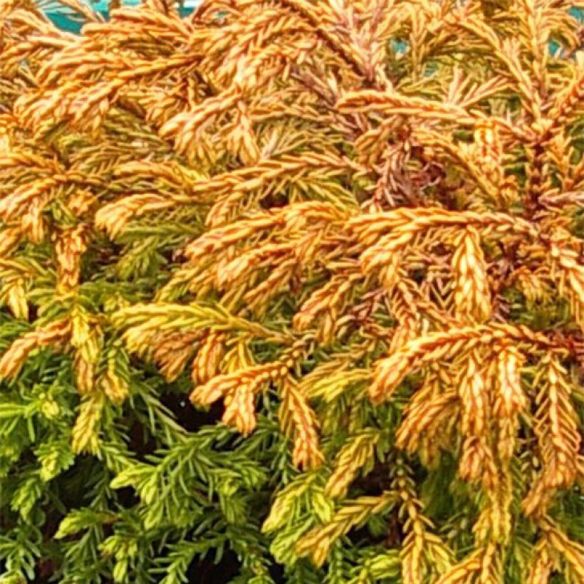 Thuya du Canada - Thuja occidentalis Golden Tuffet                 (Foliage)