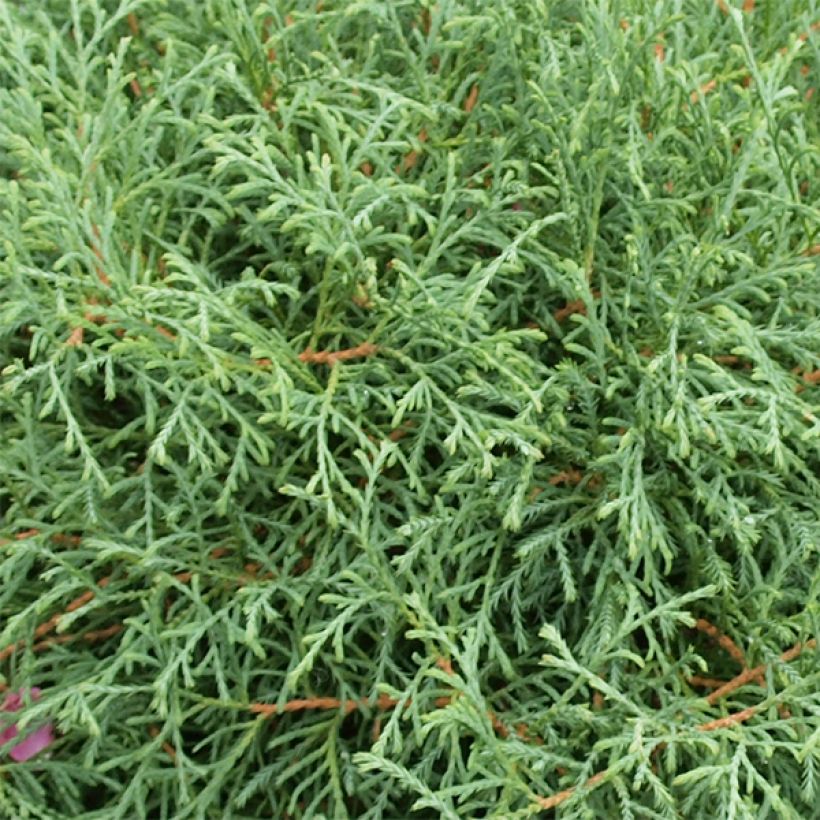 Thuya du Canada - Thuja occidentalis Mr Bowling Ball (Foliage)