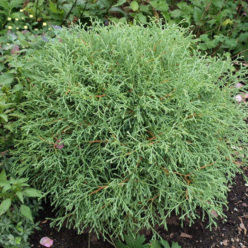Thuya du Canada - Thuja occidentalis Mr Bowling Ball (Plant habit)