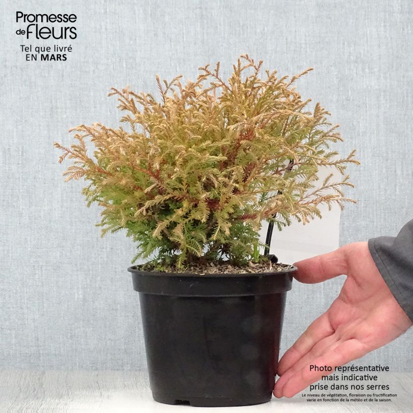 Example of Thuya du Canada - Thuja occidentalis Mr Bowling Ball Pot de 2L/3L as you get in printemps
