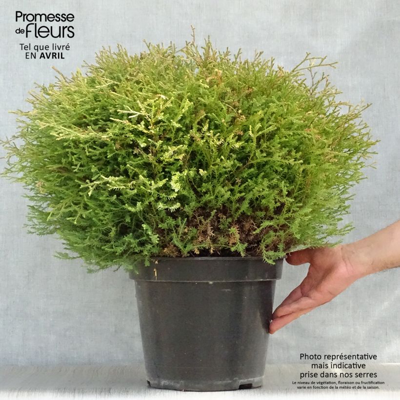 Example of Thuya du Canada - Thuja occidentalis Mr Bowling Ball Pot de 7,5L/10L as you get in printemps