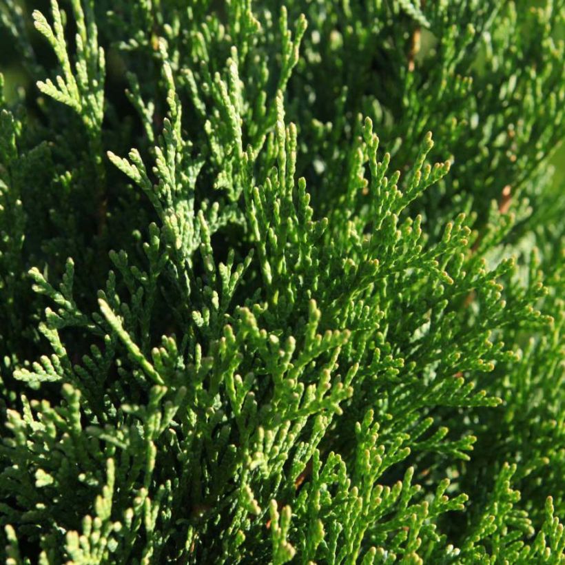 Thuya du Canada - Thuja occidentalis Smaragd (Foliage)