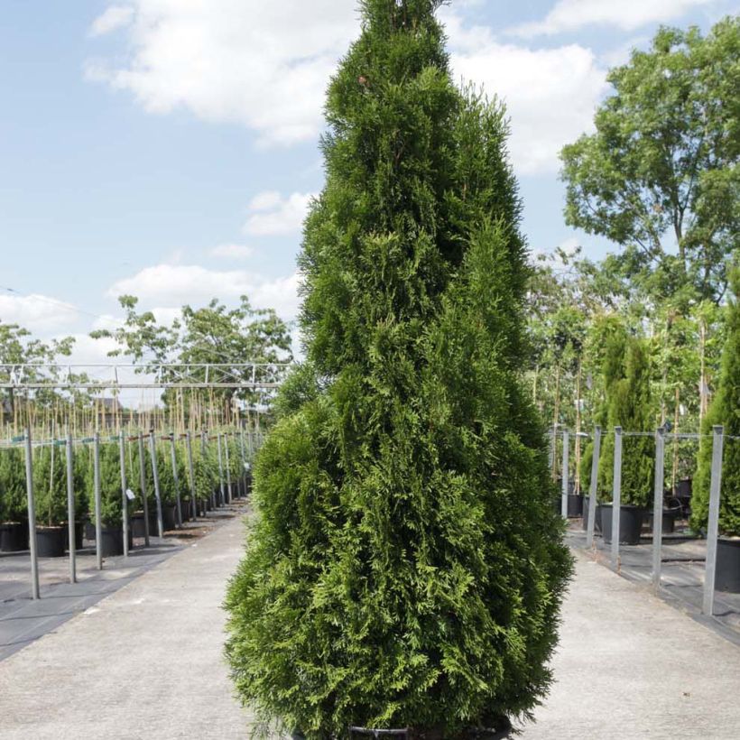 Thuya du Canada - Thuja occidentalis Smaragd (Plant habit)