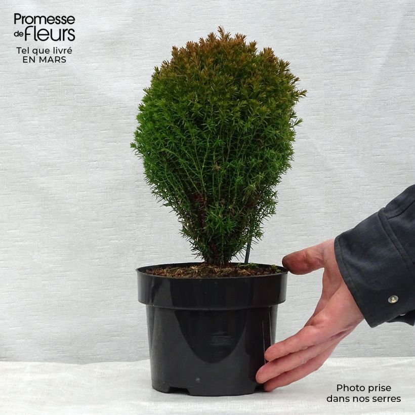 Example of Thuja occidentalis Teddy - Thuya du Canada                        Pot de 2L/3L as you get in printemps