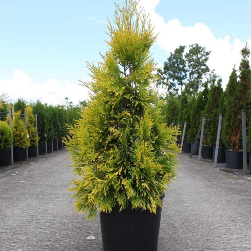 Thuya géant - Thuja plicata 4 Ever Goldy (Plant habit)