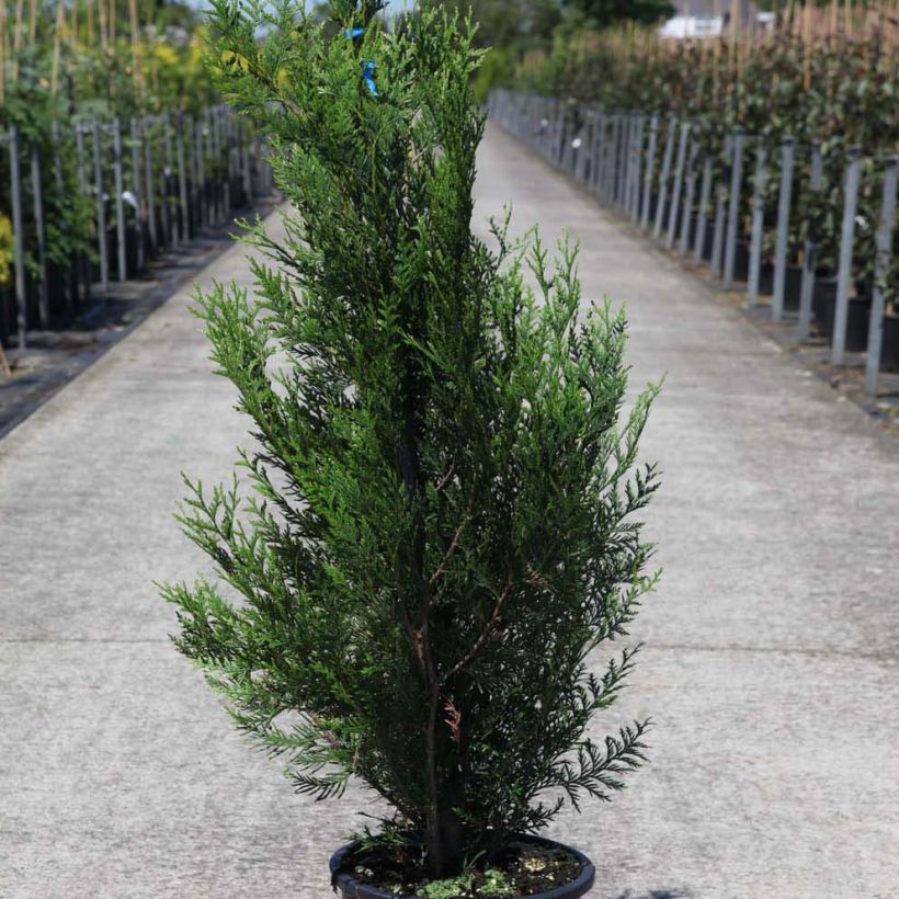 Thuya pour haie - Thuja plicata Atrovirens (Plant habit)