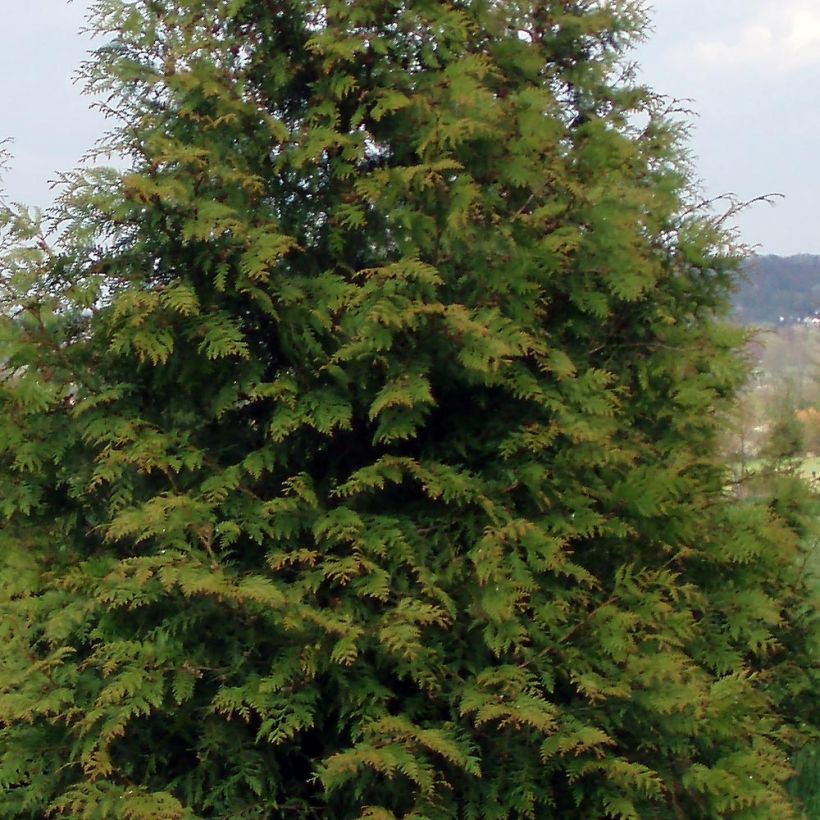 Thuja plicata Excelsa (Foliage)