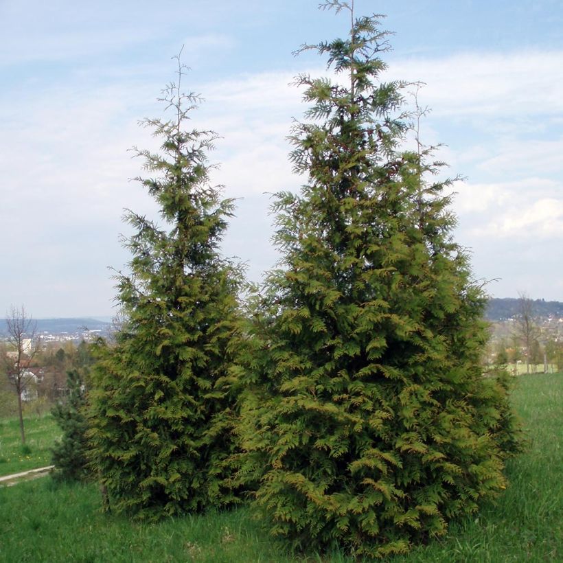 Thuja plicata Excelsa (Plant habit)