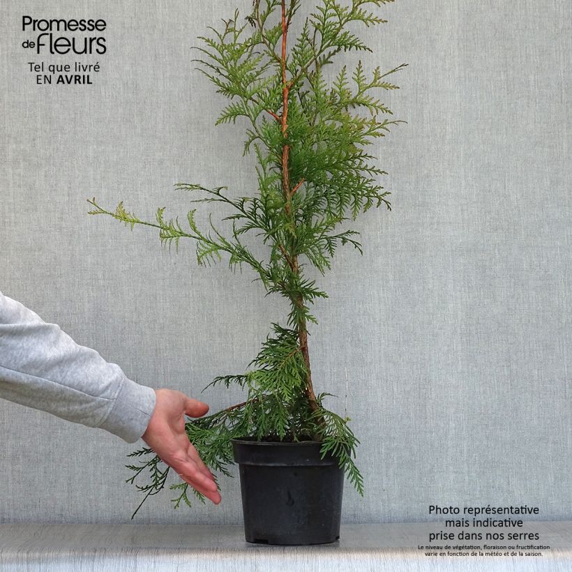 Example of Thuja plicata Excelsa Pot de 2L/3L as you get in printemps