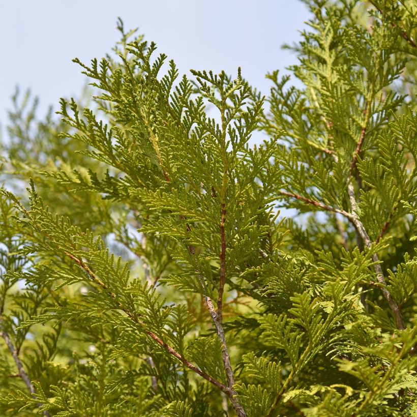 Thuya géant - Thuja plicata Martin (Foliage)