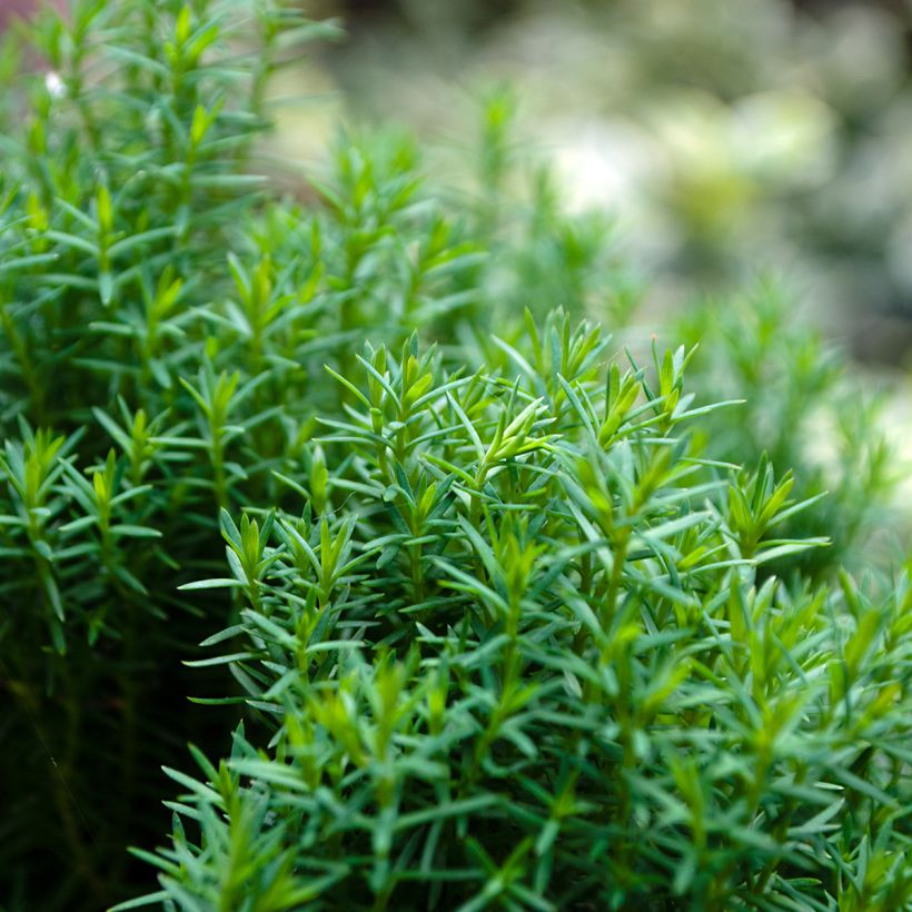 Thuja occidentalis Teddy - Thuya du Canada                        (Foliage)