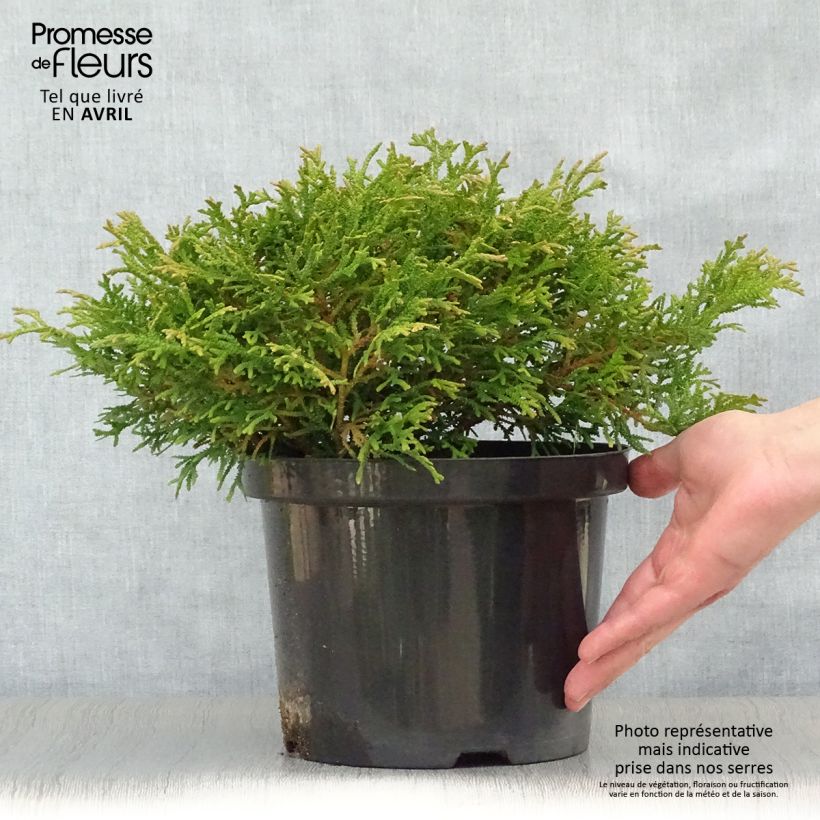 Example of Thujopsis dolabrata Variegata Pot de 2L/3L as you get in printemps