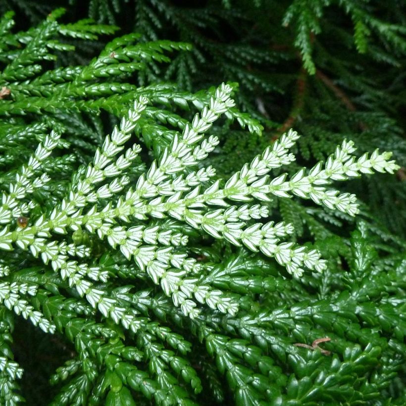 Thujopsis dolobrata (Foliage)