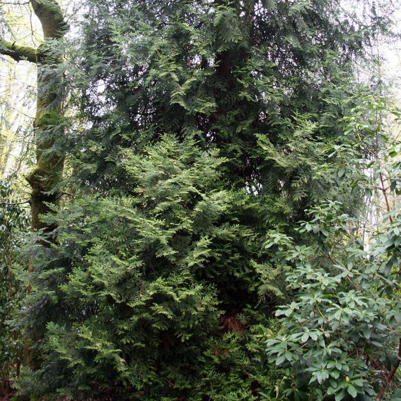 Thujopsis dolobrata (Plant habit)