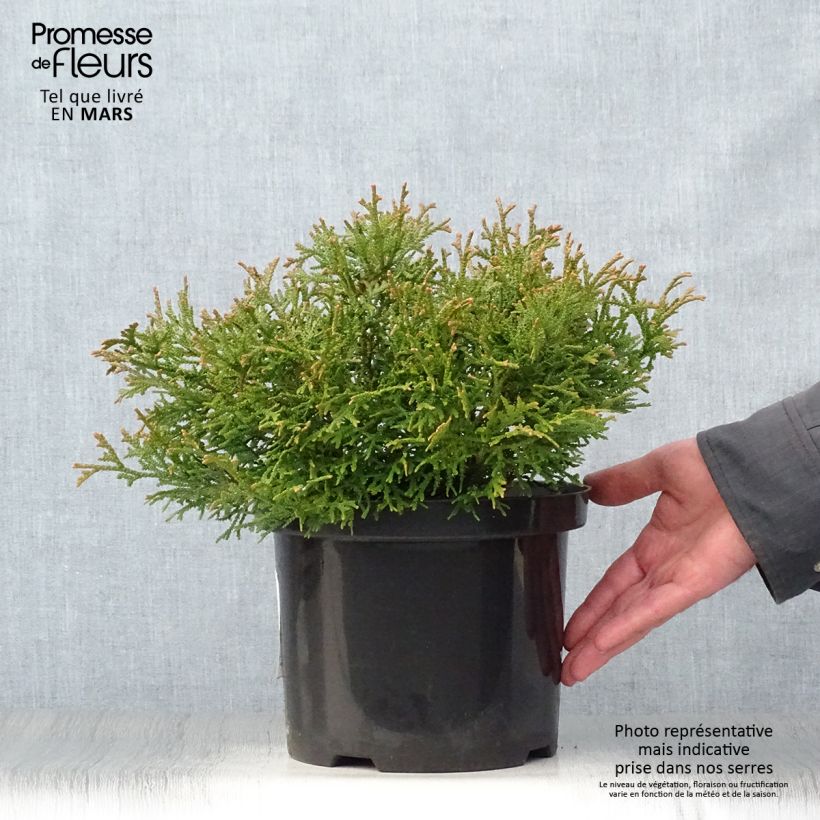 Spécimen de Thujopsis dolobrata Nana Pot de 4L/5L tel que livré au printemps
