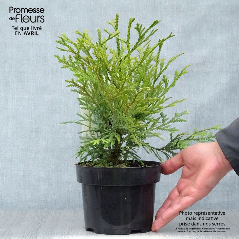 Example of Thujopsis dolobrata Pot de 2L/3L as you get in printemps
