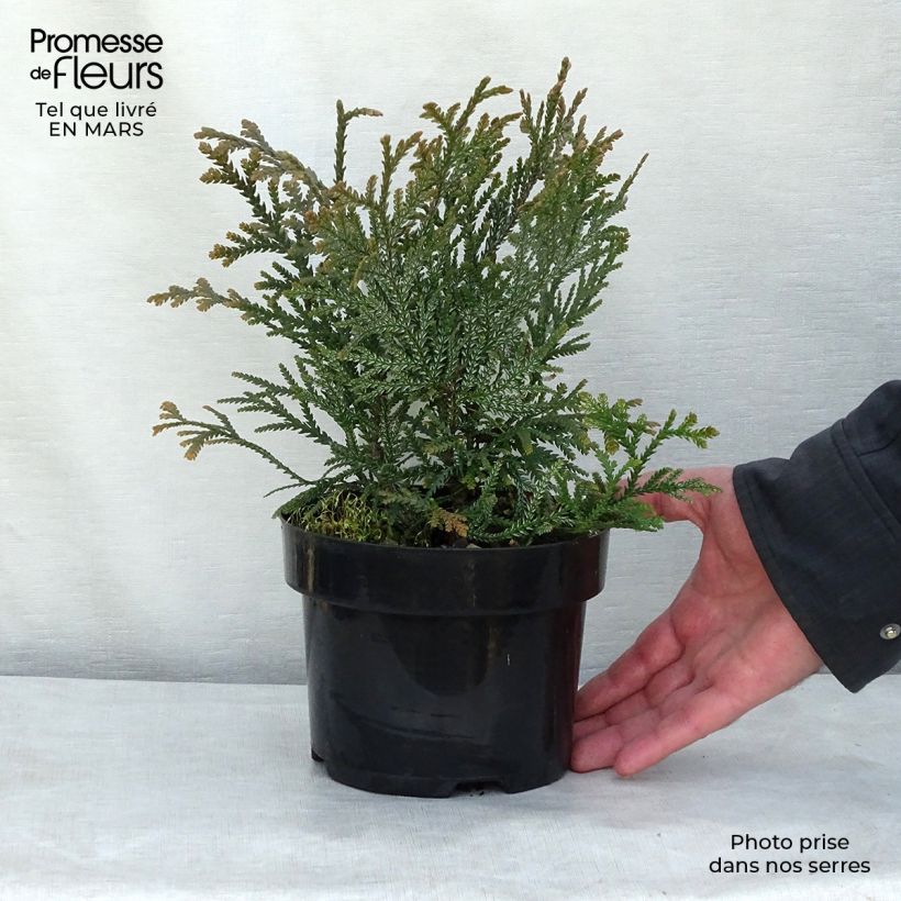 Example of Thujopsis dolobrata Pot de 4L/5L as you get in printemps