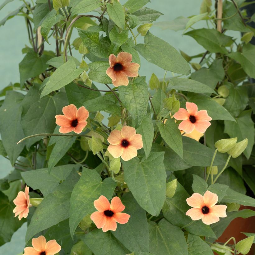 Graines de Suzanne aux yeux noirs African Sunset - Thunbergia alata (Plant habit)