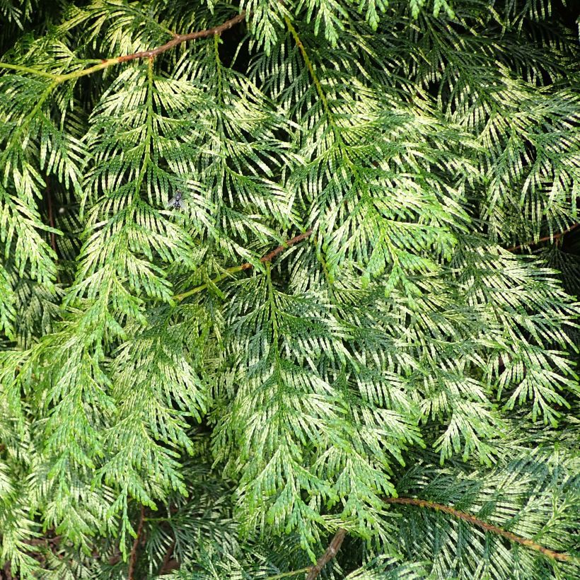 Thuya pour haie Zebrina - Thuja plicata  (Foliage)