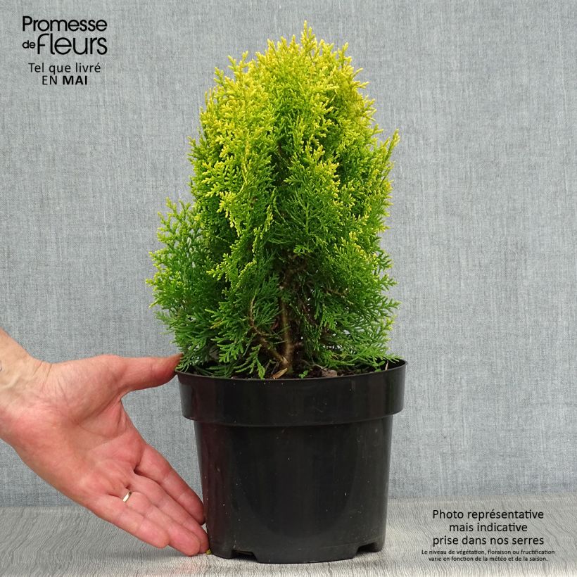 Example of Thuya d'Orient - Platycladus orientalis Aurea Nana Pot de 2L/3L as you get in printemps
