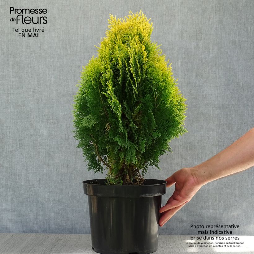 Example of Thuya d'Orient - Platycladus orientalis Aurea Nana Pot de 7,5L/10L as you get in printemps