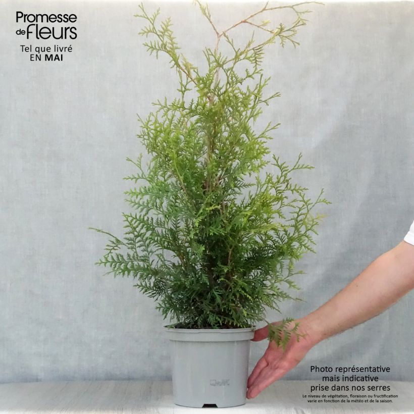 Example of Thuya du Canada - Thuja occidentalis Brabant  Pot de 4L/5L as you get in printemps